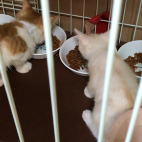 こっちのチビちゃんもの画像