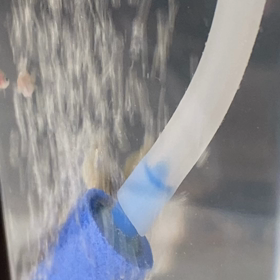 ただ金魚の赤ちゃんが泳いでる映像の画像