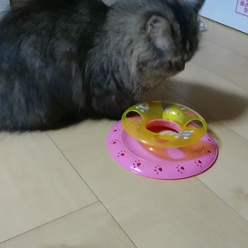 おもちゃの変な遊び方の画像