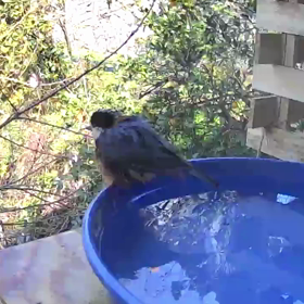 すぎぴたんの事件簿シーズン3　166話（激しい水浴び！）の画像