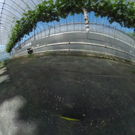 昨日とうってかわりの画像