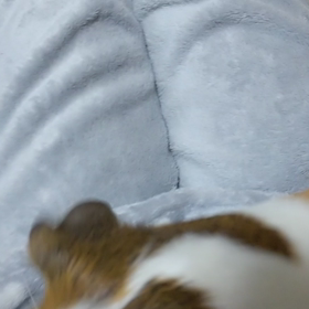 ゆずちゃん大好物発見の画像