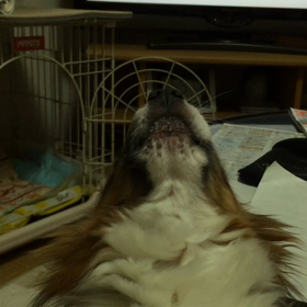 僕、お歌しゅきデスのの画像