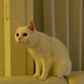 iPhone14proの画像