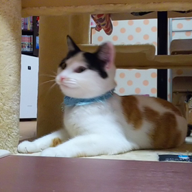 小豆ちゃん。仮名の画像