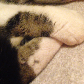 タイギターの画像