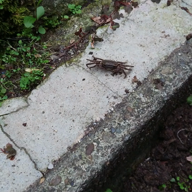 カニさんの画像