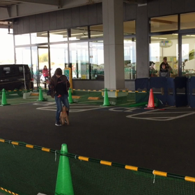 ドッグダンス発表会の画像