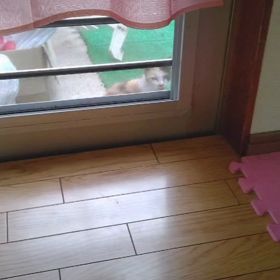 なづニャンは見た(=^ェ^=)の画像