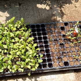 よその家の庭の画像