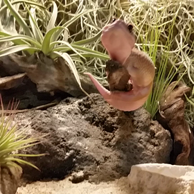 木登りベタな吹雪君…。の画像