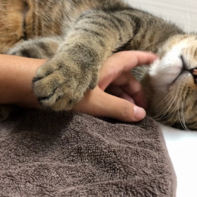 親バカ。猫バカ。の画像