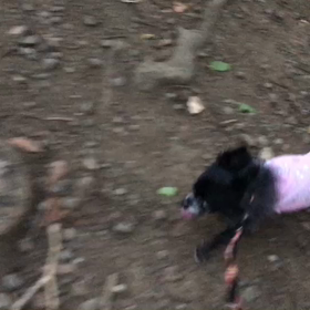 ♪お散歩動画♪代々木公園♪の画像