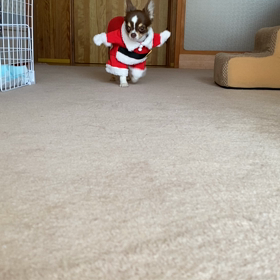 やっとこさ　歩いたの画像