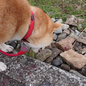 ねこそぎの画像