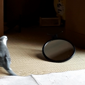 鏡遊び♪の画像