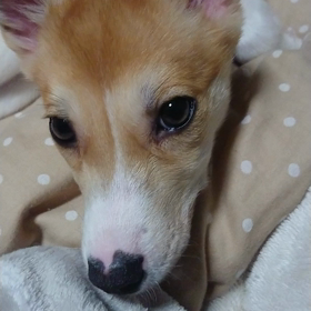 パピの歯磨き&歯茎マッサージ訓練の画像