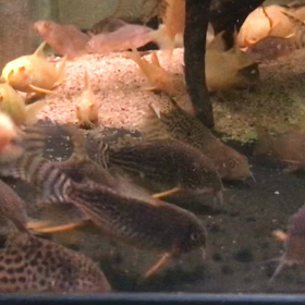 コリドラス ハイブリッド 産卵の画像