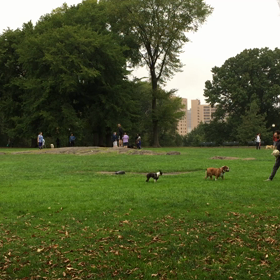 NY 番外編 犬を見て平和を感じる綾子でしたの画像