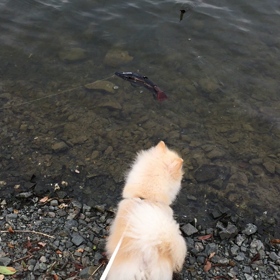 KEIZEY☆LURE  ピラル  ク300動画の画像