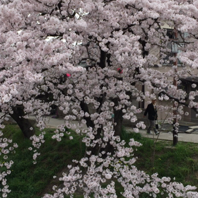2016年岩倉桜まつり（動画）の画像