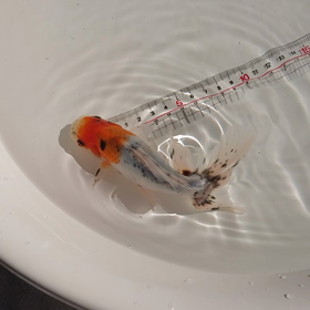 部内 品評会の画像