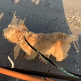 11月1日13わんこと2時間遠足　　お台場の画像