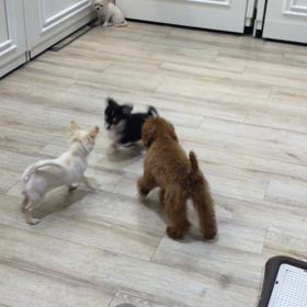 熊野神社例大祭の画像