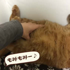 もみもみーの画像