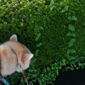 久しぶりの晴れ間が広がる朝。気持ちいいダラダラ散歩？日和❗未来丸のために匂いかぎたっぷりコースをの画像