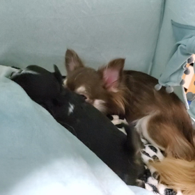 ヨチヨチ✨の画像