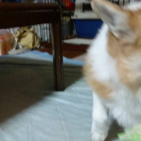 あたちが相手になるです！の画像