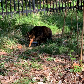 one eye ブッチの画像