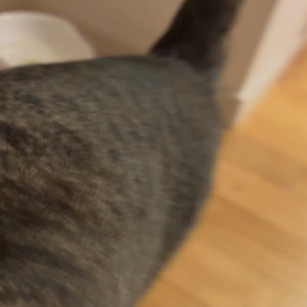 お食事中の画像