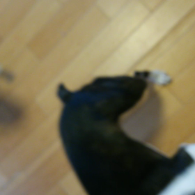 ボストンテリアの遊びの画像