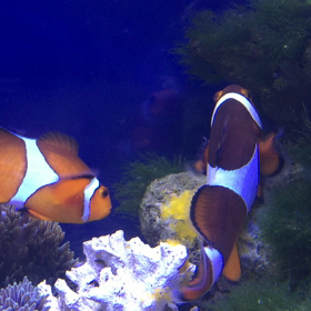 産卵開始の画像