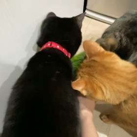 お見合いの画像