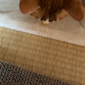 食べんのか〜いʅ（◞‿◟）ʃの画像