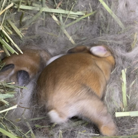 ほりほりベビーちゃんの画像