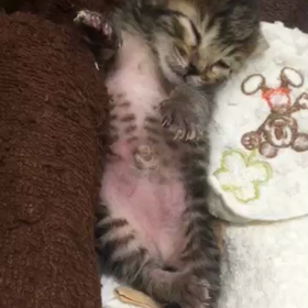 トラちゃん♡の画像