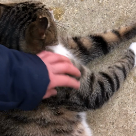 バンプと猫のふみの画像