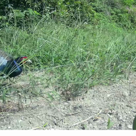 すぎぴたんの事件簿シーズン3　41話（中物！登場！）の画像