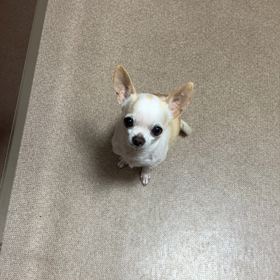 ダッチオーブンで焼き芋の画像