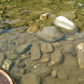 ヤマメ35の画像