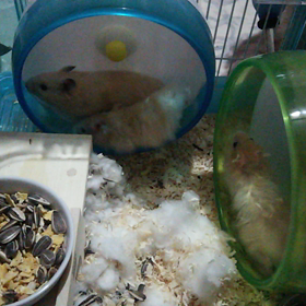 今日も元気なハムちゃん(o^O^o)ノの画像