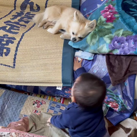 ちょっかいの画像