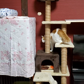 みぃちゃんとハナちゃん 初日の画像