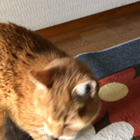 2019年11月19日 猫と歌の練習の画像