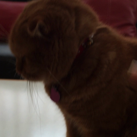 Cくんの初お手〜(=^ェ^=)の画像