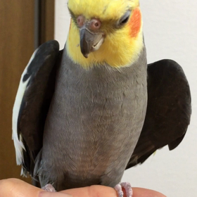 蚊帳から脱走中の画像